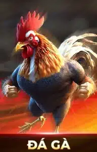 đá gà